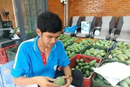 Nông dân Cù lao Giêng xuất khẩu xoài đạt lợi nhuận cao
