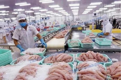 Tám doanh nghiệp cá tra - basa phi lê hưởng thuế chống bán phá giá 0% khi xuất khẩu sang Hoa Kỳ