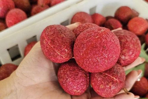 Một loại vải đặc biệt ở Thanh Hóa giá 600.000 đồng/kg