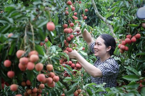 Cơ hội nào để trái cây Việt Nam vươn xa trên thị trường quốc tế?