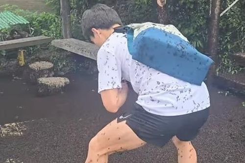 Người Hàn Quốc khổ sở vì 'bọ tình yêu'