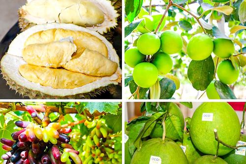 Tạo nên hệ sinh thái nông nghiệp đa dạng bậc nhất cả nước