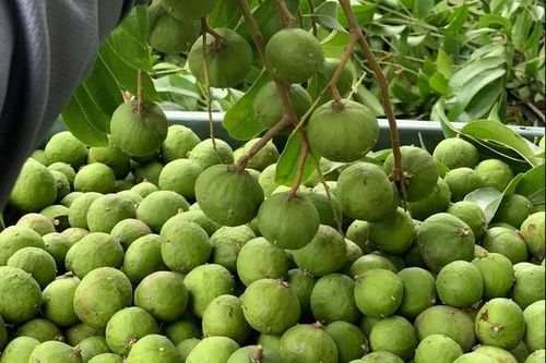 Sấu vào mùa giá chỉ từ 15.000 đồng/kg, đây là thời điểm mua sấu ngon nhất và cách chọn sấu ngon