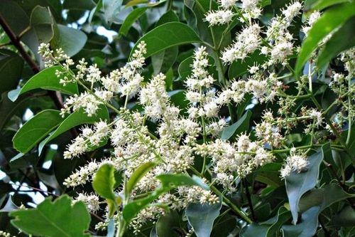 Cây pác lừ hỗ trợ điều trị bệnh khớp
