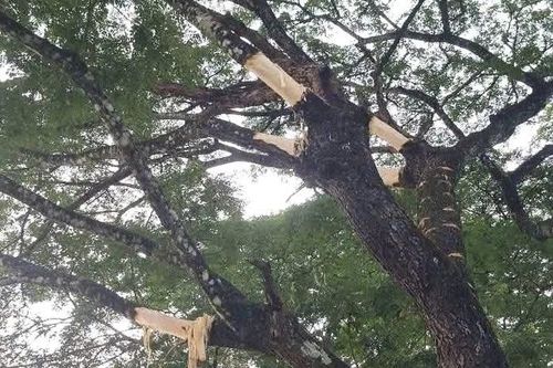 Nhiều cây me tây cổ thụ ở Quảng Ngãi bị cạo vỏ