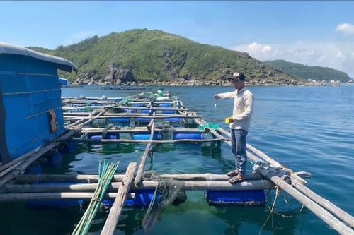 4 thanh niên bị khởi tố vì trộm cắp số lượng lớn tôm hùm
