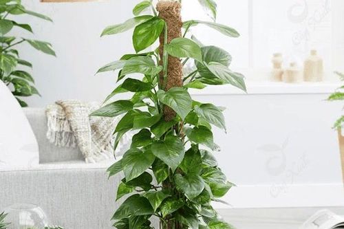 Loài cây lọc khí NASA khuyên trồng: Vừa đẹp vừa cực có ích