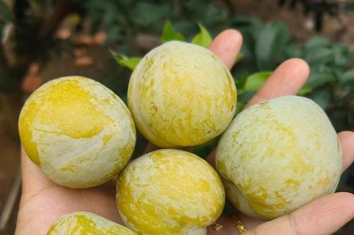 Loại quả lạ có tên mận cau giá 450.000 đồng/kg vẫn hút khách