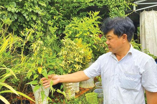 Bảo tồn sơn dược