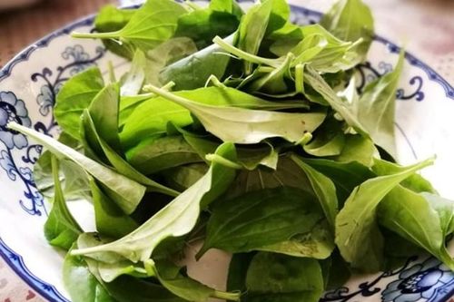 Loại rau mùa hè mọc dại khắp nơi, người Việt ăn theo cách này để chữa viêm tiết niệu, bệnh mãn tính