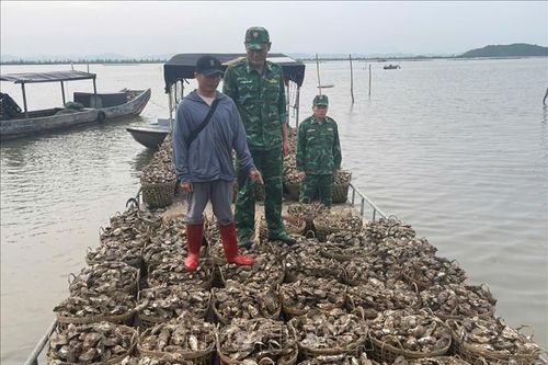 Bắt giữ đối tượng vận chuyển trái phép 4 tấn hàu từ Trung Quốc về Việt Nam tiêu thụ