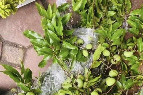Thị thơm vào mùa, chị em đua nhau 'săn' cành thị về chưng làm đẹp không gian sống, nên biết mẹo này để cắm tươi lâu