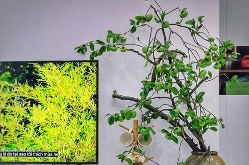 Chị em 'chịu chi', mua cành thị lúc lỉu quả về cắm, bừng sáng cả góc phòng