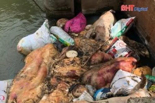 Gần 500 xác heo chết vứt la liệt dưới kênh mương gây ô nhiễm