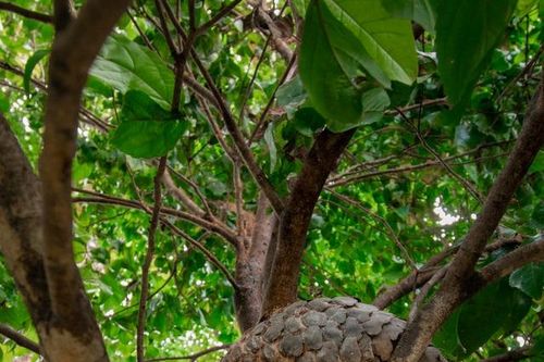 Đang đi dạo, nam thanh niên phát hiện cảnh tượng bất ngờ trên cây