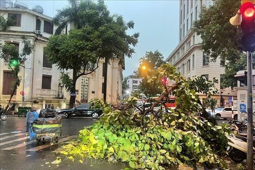 Mưa dông lớn bất ngờ quật đổ nhiều cây xanh, xe máy trên đường phố Hà Nội