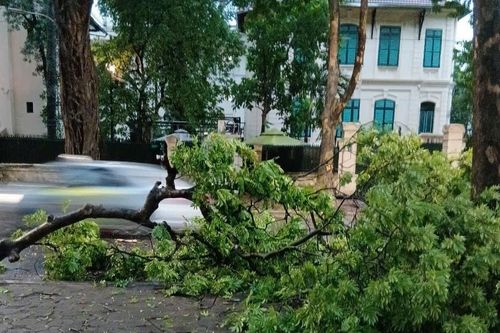 Hà Nội: Nước rút nhanh sau mưa giông, hơn 270 cây xanh gãy, đổ do gió giật mạnh