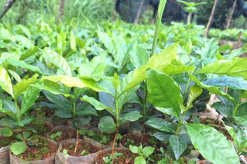 Không nhận hoa, ban tổ chức đại hội xin nhận cây giống để giúp người dân