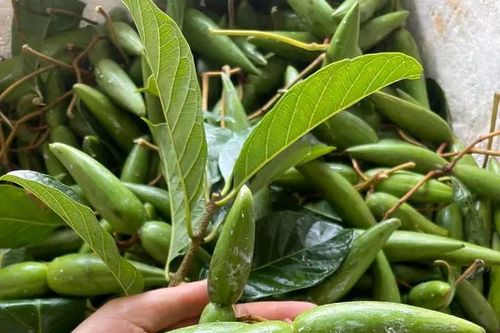 Quả mọc dại có hình thù lạ 'lên đời' thành đặc sản, ăn giòn ngon, vị chua thanh