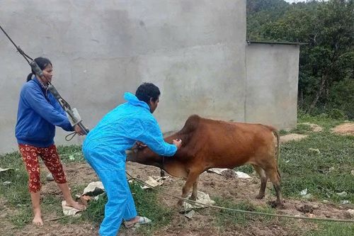 Phát hiện ổ dịch nghi lở mồm long móng ở xã Đăk Plô