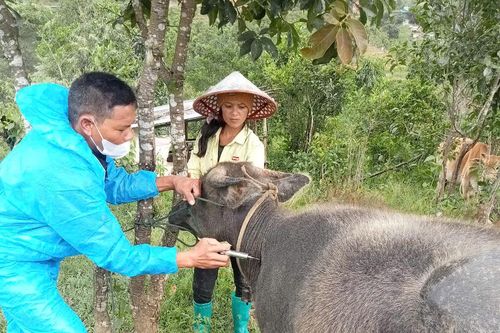 Quảng Ngãi: Phát hiện đàn bò nghi mắc bệnh lở mồm long móng