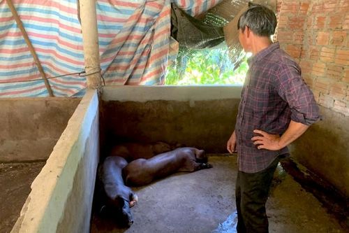 Tăng cường phòng chống, khống chế dịch bệnh trên đàn lợn