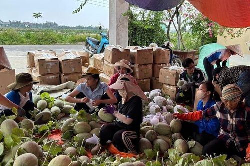 Người dân, HTX khẩn trương thu hoạch rau quả chạy bão số 3-bão Wipha