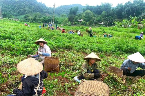 Mùa lạc đỏ ở Mường Chà