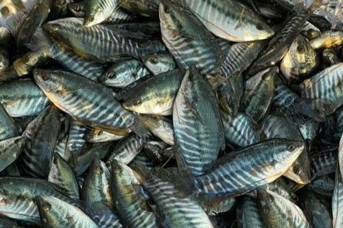 Giá cá giống tăng mạnh