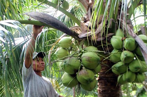 Liên kết lỏng lẻo, nông nghiệp Việt khó thoát 'manh mún'