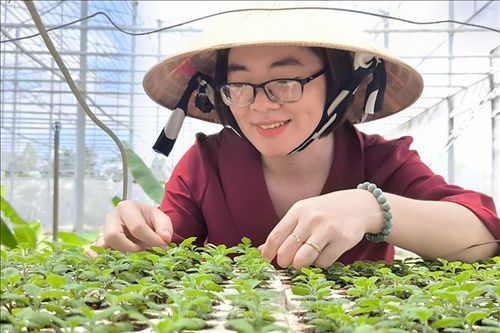 Ứng dụng công nghệ nuôi cấy mô trong sản xuất cây giống, hoa kiểng quy mô lớn