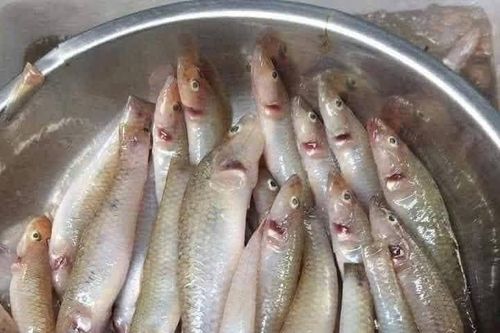 Mỗi năm chỉ có 1 lần, cá 'nhà nghèo' thành đặc sản 200.000 đồng/kg