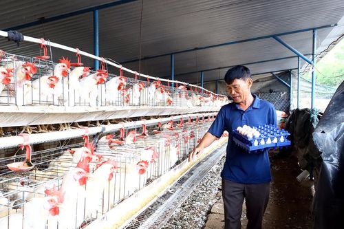 Làm giàu trên vùng đất khó