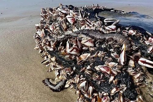 Loạt sinh vật biển đầy gai độc tràn bờ biển Mỹ