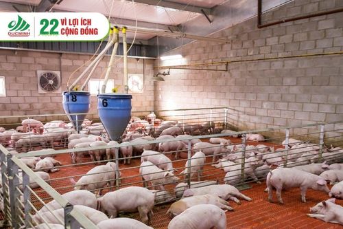 Chăn nuôi lợn cao tầng: Chìa khóa giải quyết bài toán quỹ đất và dịch bệnh?