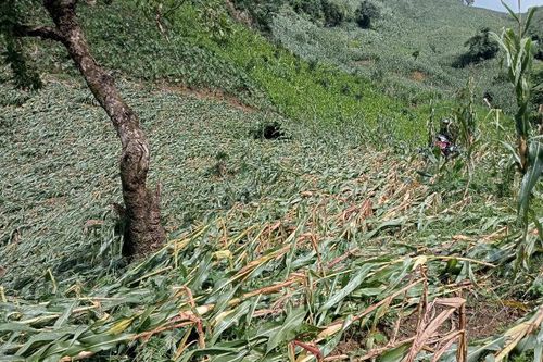 Mưa giông, gió mạnh cục bộ làm gãy đổ 50ha ngô ở xã Phong Thổ