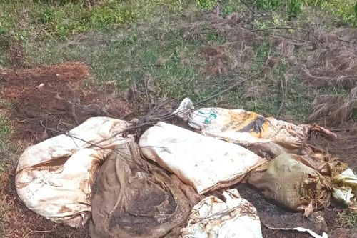 Xử lý lợn chết bốc mùi hôi thối vứt ra môi trường ở xã Cửa Tùng