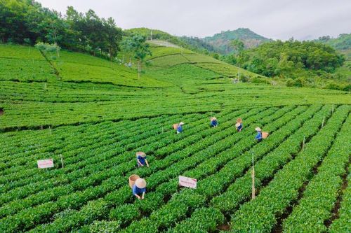 Ngành chè Thái Nguyên hướng tới mục tiêu tỷ USD
