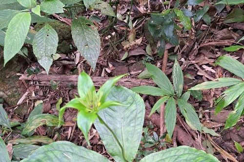 Thất diệp nhất chi hoa dưới tán rừng Quảng Trị quý hiếm ra sao?