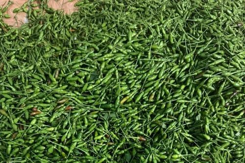 Quả mọc bờ rào xưa rụng đầy gốc nay 1 triệu đồng/kg vẫn đắt khách