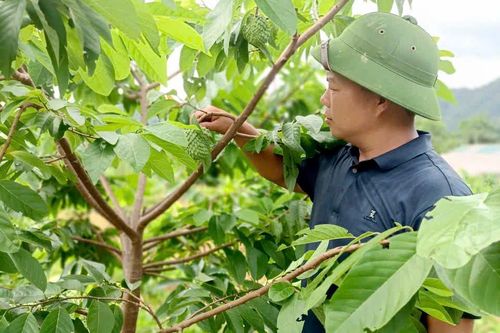 Cây na sầu riêng trên đất Pắc Ta
