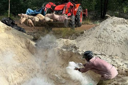 Kịp thời tiêu hủy lợn bệnh, không để dịch bệnh lây lan