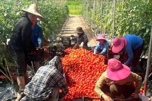 Xã Dền Sáng: Mô hình trồng cà chua trong nhà màng đem lại doanh thu gần 2 tỷ đồng mỗi năm