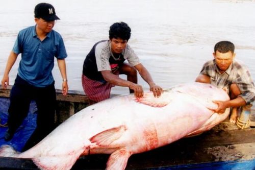 Kích thước của cá khổng lồ ở sông Mekong nhỏ đi với tốc độ đáng lo ngại