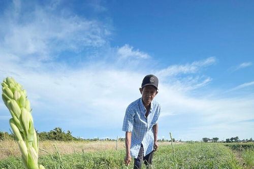 Tất bật vụ hoa rằm tháng bảy