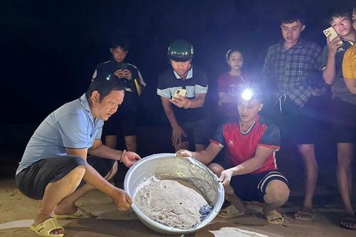 Dân làng chài rộn ràng thức canh rùa con quý hiếm chào đời