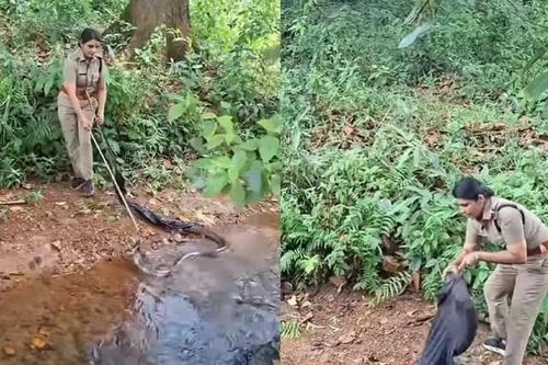 Nữ kiểm lâm một mình bắt sống rắn hổ mang chúa nặng 20kg dài 4,2 m, dân mạng trầm trồ: Nể phục quá!