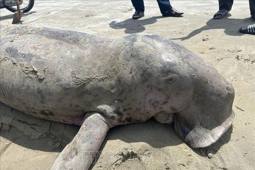 Cấp thiết bảo tồn quần thể Dugong tại vùng biển Côn Đảo