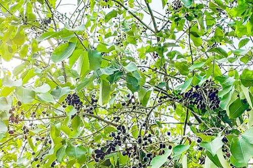 Hơn nửa triệu/kg 'phân dê' mọc trên cây, hái bán là hốt bạc, ở Việt Nam có đầy