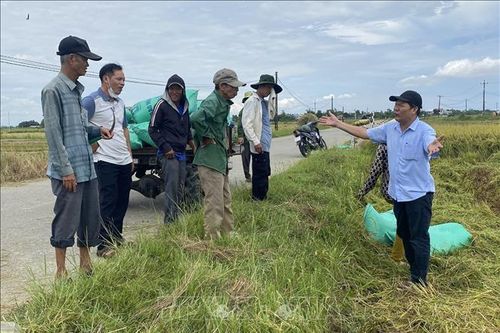 Ứng phó bão số 5: Huế khẩn trương thu hoạch lúa